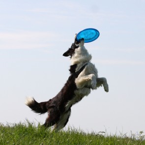 Frisbee pentru caini 15 cm