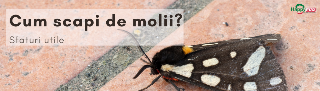 Care sunt cele mai bune metode pentru a scapa de molii?
